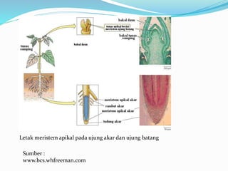 Letak meristem apikal pada ujung akar dan ujung batang
Sumber :
www.bcs.whfreeman.com
 