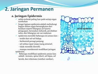 2. Jaringan Permanen
a. Jaringan Epidermis
 selalu terletak paling luar pada setiap organ
tumbuhan
 fungsi lapisan epidermis adalah melindungi
bagian dalam organ bersangkutan dari
keadaan seperti hilangnya air karena
penguapan, kerusakan mekanik, perubahan
suhu, dan hilangnya zat-zat makanan
 epidermis memiliki beberapa ciri antara lain :
- terdiri dari sel-sel hidup;
- berbentuk persegi panjang;
- sel-selnya rapat tanpa ruang antarsel;
- tidak memiliki klorofil;
- mampu membentuk modifikasi jaringan
epidermis.
 Beberapa modifikasi epidermis antara lain
adalah stomata, spina (duri), sel kipas, sel
kersik, dan trikomata (rambut-rambut).
 