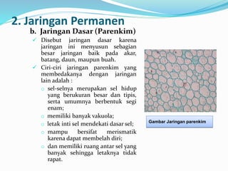2. Jaringan Permanen
b. Jaringan Dasar (Parenkim)
 Disebut jaringan dasar karena
jaringan ini menyusun sebagian
besar jaringan baik pada akar,
batang, daun, maupun buah.
 Ciri-ciri jaringan parenkim yang
membedakanya dengan jaringan
lain adalah :
o sel-selnya merupakan sel hidup
yang berukuran besar dan tipis,
serta umumnya berbentuk segi
enam;
o memiliki banyak vakuola;
o letak inti sel mendekati dasar sel;
o mampu bersifat merismatik
karena dapat membelah diri;
o dan memiliki ruang antar sel yang
banyak sehingga letaknya tidak
rapat.
Gambar Jaringan parenkim
 