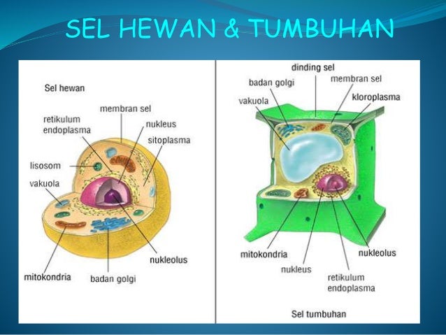 74 Gambar Organ Hewan Dan Tumbuhan Gratis