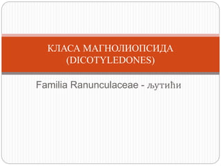 Familia Ranunculaceae - љутићи
КЛАСА МАГНОЛИОПСИДА
(DICOTYLEDONES)
 