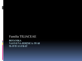 BOTANIKA
NASTAVNA JEDINICA: 59/ 60
SLAVICA LUKAČ
Familia TILIACEAE
 