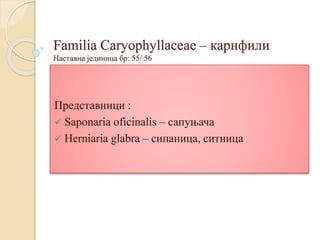 Familia Caryophyllaceae – карнфили
Наставна јединица бр: 55/ 56
Представници :
 Saponaria oficinalis – сапуњача
 Herniaria glabra – сипаница, ситница
 