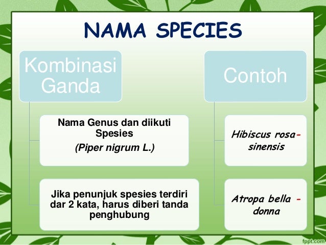Botani Pertemuan Ke 3 Akar Daun