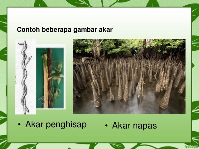 Botani pertemuan ke 3 (akar, daun)