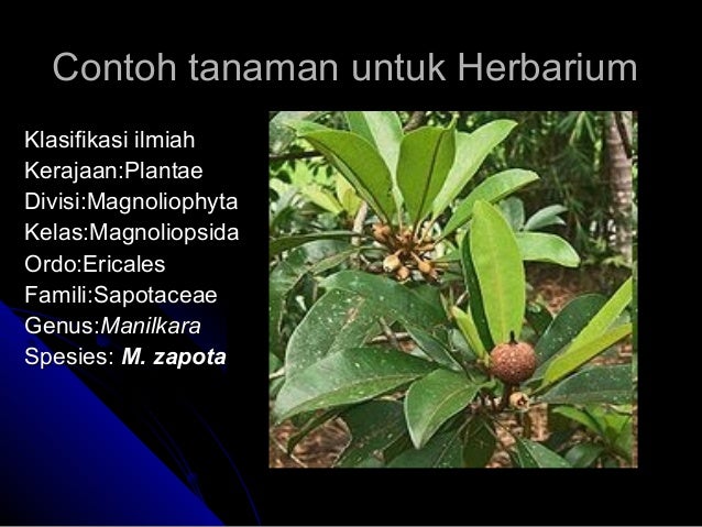 Botani tumbuhan (1)