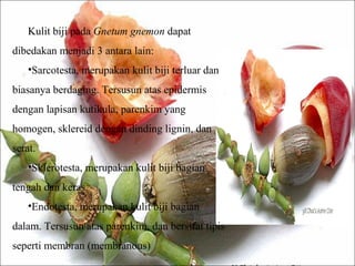 Kulit biji pada Gnetum gnemon dapat
dibedakan menjadi 3 antara lain:
•Sarcotesta, merupakan kulit biji terluar dan
biasanya berdaging. Tersusun atas epidermis
dengan lapisan kutikula, parenkim yang
homogen, sklereid dengan dinding lignin, dan
serat.
•Sklerotesta, merupakan kulit biji bagian
tengah dan keras.
•Endotesta, merupakan kulit biji bagian
dalam. Tersusun atas parenkim, dan bersifat tipis
seperti membran (membranous)
 