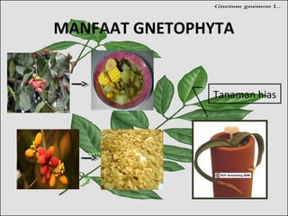 MANFAAT GNETOPHYTA
Tanaman hias
 