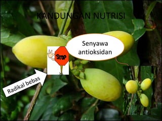KANDUNGAN NUTRISI
Senyawa
antioksidan
Radikal bebas
 