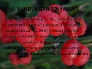 KANDUNGAN SENYAWA
Setiap 100 gram mengandung: Air 30 g, protein 11 g, lemak 1,7
g, karbohidrat 9,1 g, serat 6,8 g, phosphor 24 mg, calsium 151
mg, besi 2.5 mg dan vit A 10889 IU, Energi 310 kJ/100 g.
Anggota lainnya adalah Ephedra sp. dan Welwitschia sp. Genus
Ephedra atau yang di kenal dengan nama ”Mormon tea” atau
”Ma Huang” mengandung zat ephedrin dan pseudo-ephedrin.
Zat ini jika di minum dalam dosis rendah digunakan sebagai obat
demam.
 