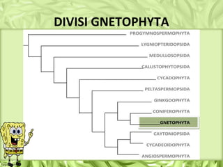 DIVISI GNETOPHYTA
 