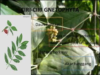 CIRI-CIRI GNETOPHYTA
Daun tunggal
Bunga majemuk, berbentuk
bulir, keluar pada ketiak daun
Batang berkayu
Akar tunggang
 