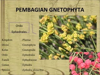PEMBAGIAN GNETOPHYTA
Ordo
Ephedrales
Kingdom :Plantae
Divisi :Gnetophyta
Kelas :Gnetopsida
Ordo :Ephedrales
Famili :Ephedraceae
Genus :Ephedra
Spesies :Ephedra distachya
 