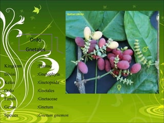 Ordo
Gnetales
Kingdom :Plantae
Divisi :Gnetophyta
Kelas :Gnetopsida
Ordo :Gnetales
Famili :Gnetaceae
Genus :Gnetum
Spesies :Gnetum gnemon
 