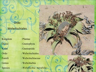 Ordo
Welwitschiales
Kingdom : Plantae
Divisi : Gnetophyta
Kelas : Gnetopsida
Ordo : Welwitschiales
Famili : Welwitschiaceae
Genus : Welwitschia
Spesies : Welwitschia mirabilis
 
