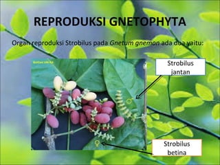REPRODUKSI GNETOPHYTA
Organ reproduksi Strobilus pada Gnetum gnemon ada dua yaitu:
Strobilus
jantan
Strobilus
betina
 