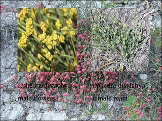Ephedra distachya
male flowers
Ephedra distachya
female plant
 