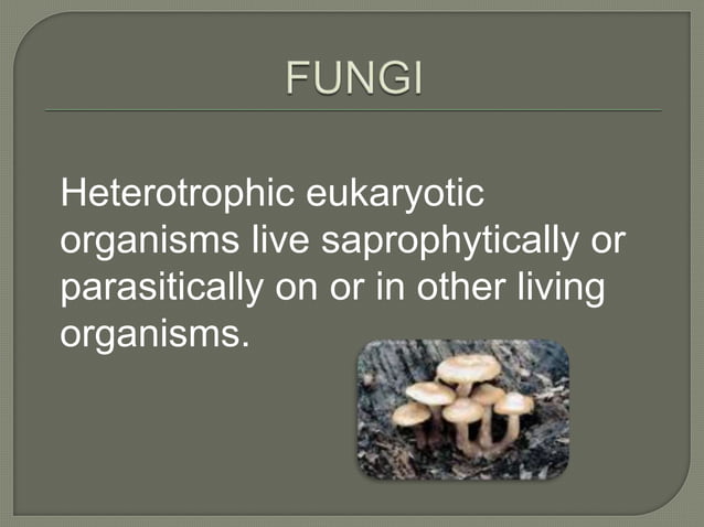 Botany Study Of Plants Ppt Ppt Botany Study Of Plants Ppt Ppt