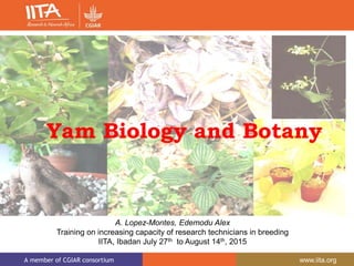 A member of CGIAR consortium www.iita.org
A. Lopez-Montes, Edemodu Alex
Training on increasing capacity of research technicians in breeding
IITA, Ibadan July 27th to August 14th, 2015
Yam Biology and Botany
 