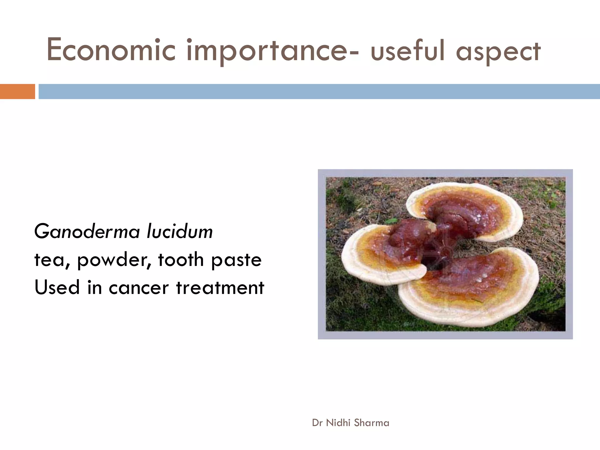 Economic importance- useful aspect



Ganoderma lucidum
tea, powder, tooth paste
Used in cancer treatment




                           Dr Nidhi Sharma
 