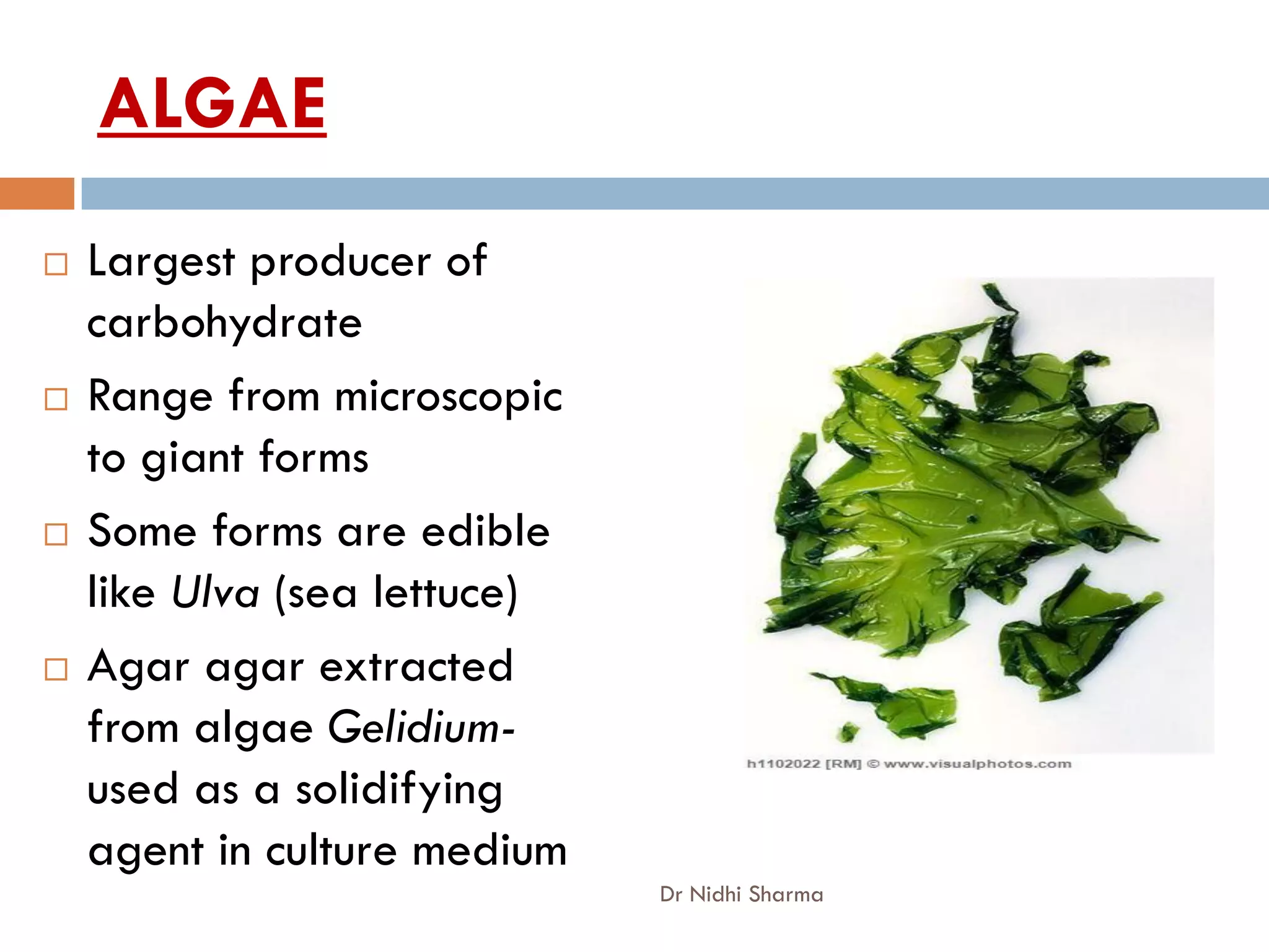 ALGAE
   Largest producer of
    carbohydrate
   Range from microscopic
    to giant forms
   Some forms are edible
    like Ulva (sea lettuce)
   Agar agar extracted
    from algae Gelidium-
    used as a solidifying
    agent in culture medium
                              Dr Nidhi Sharma
 