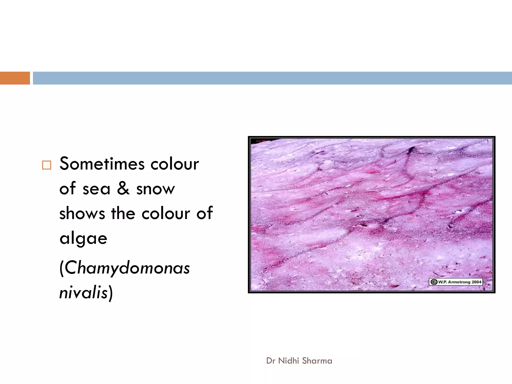    Sometimes colour
    of sea & snow
    shows the colour of
    algae
    (Chamydomonas
    nivalis)


                          Dr Nidhi Sharma
 