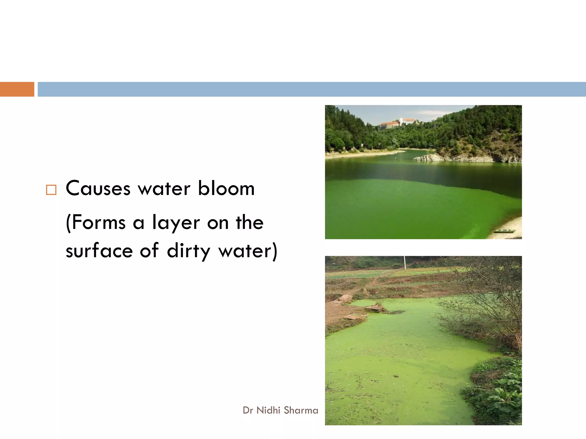    Causes water bloom
    (Forms a layer on the
    surface of dirty water)




                       Dr Nidhi Sharma
 