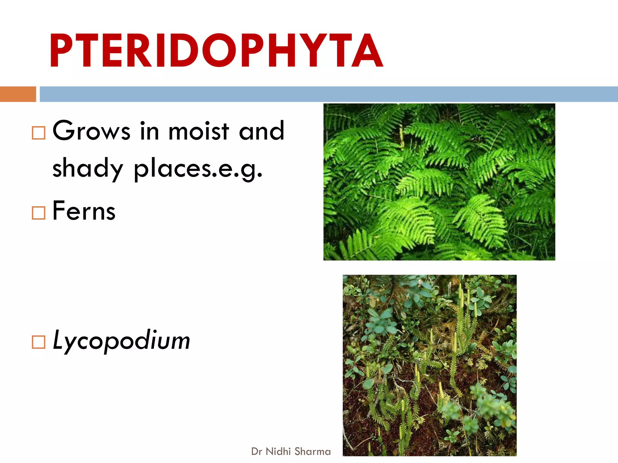 PTERIDOPHYTA
 Grows in moist and
  shady places.e.g.
 Ferns




   Lycopodium


                 Dr Nidhi Sharma
 