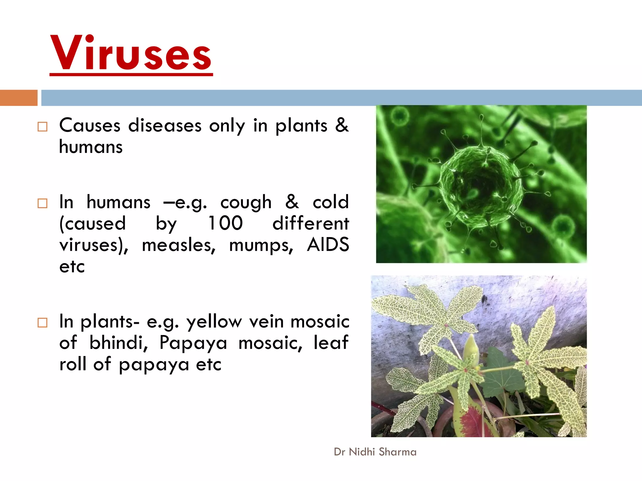Viruses
   Causes diseases only in plants &
    humans

   In humans –e.g. cough & cold
    (caused by 100 different
    viruses), measles, mumps, AIDS
    etc

   In plants- e.g. yellow vein mosaic
    of bhindi, Papaya mosaic, leaf
    roll of papaya etc


                                    Dr Nidhi Sharma
 