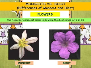 Phylum Anthophyta Class Monocotyledones