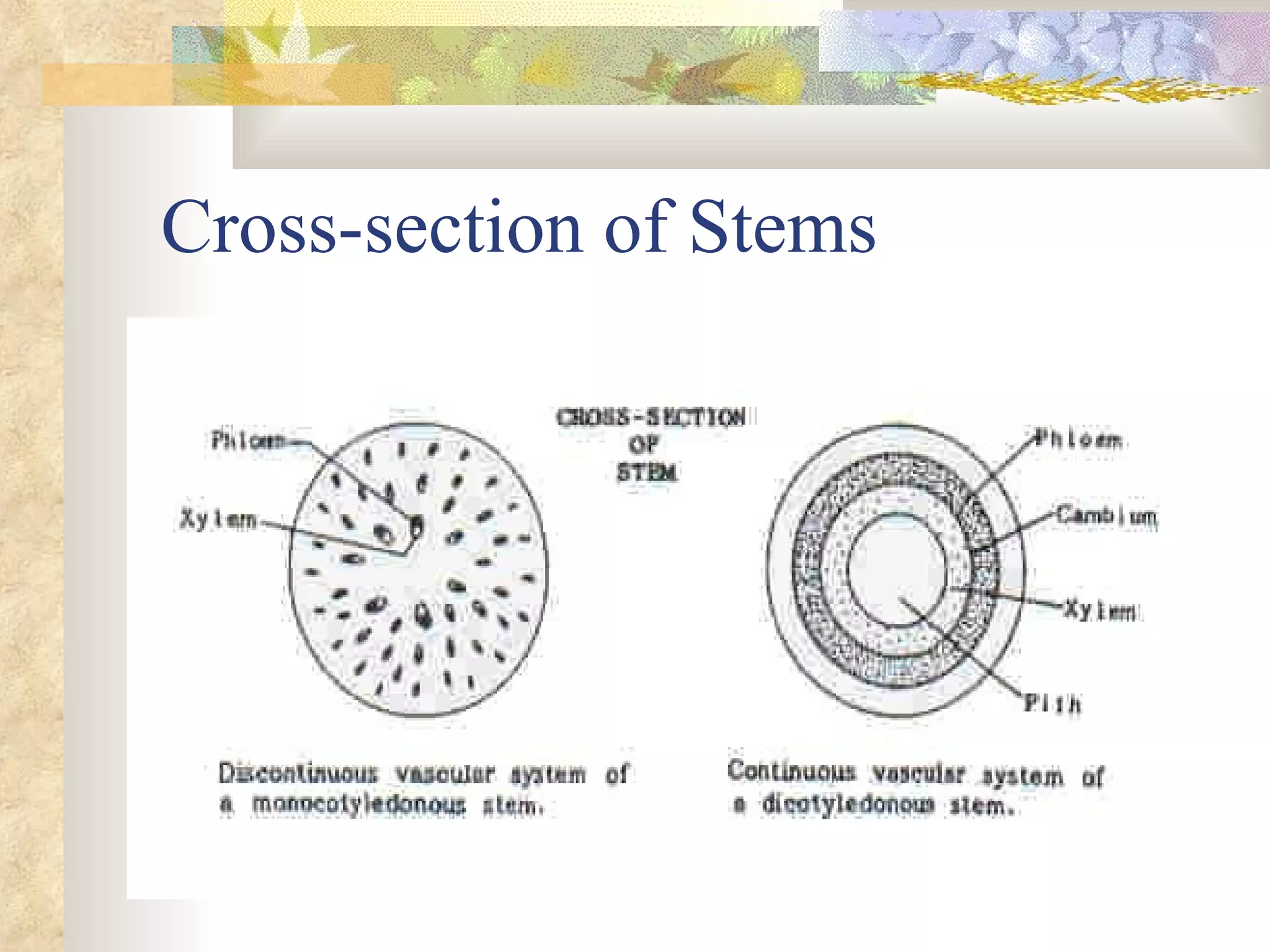Cross-section of Stems 