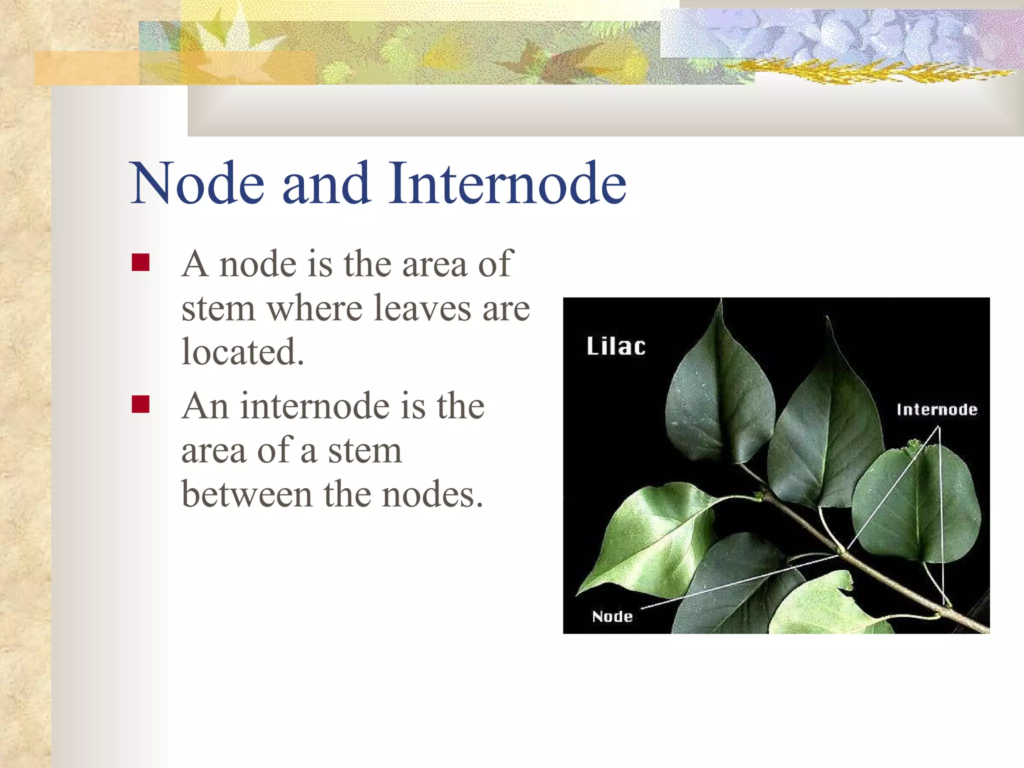 Node and Internode A node is the area of stem where leaves are located. An internode is the area of a stem between the nodes. 