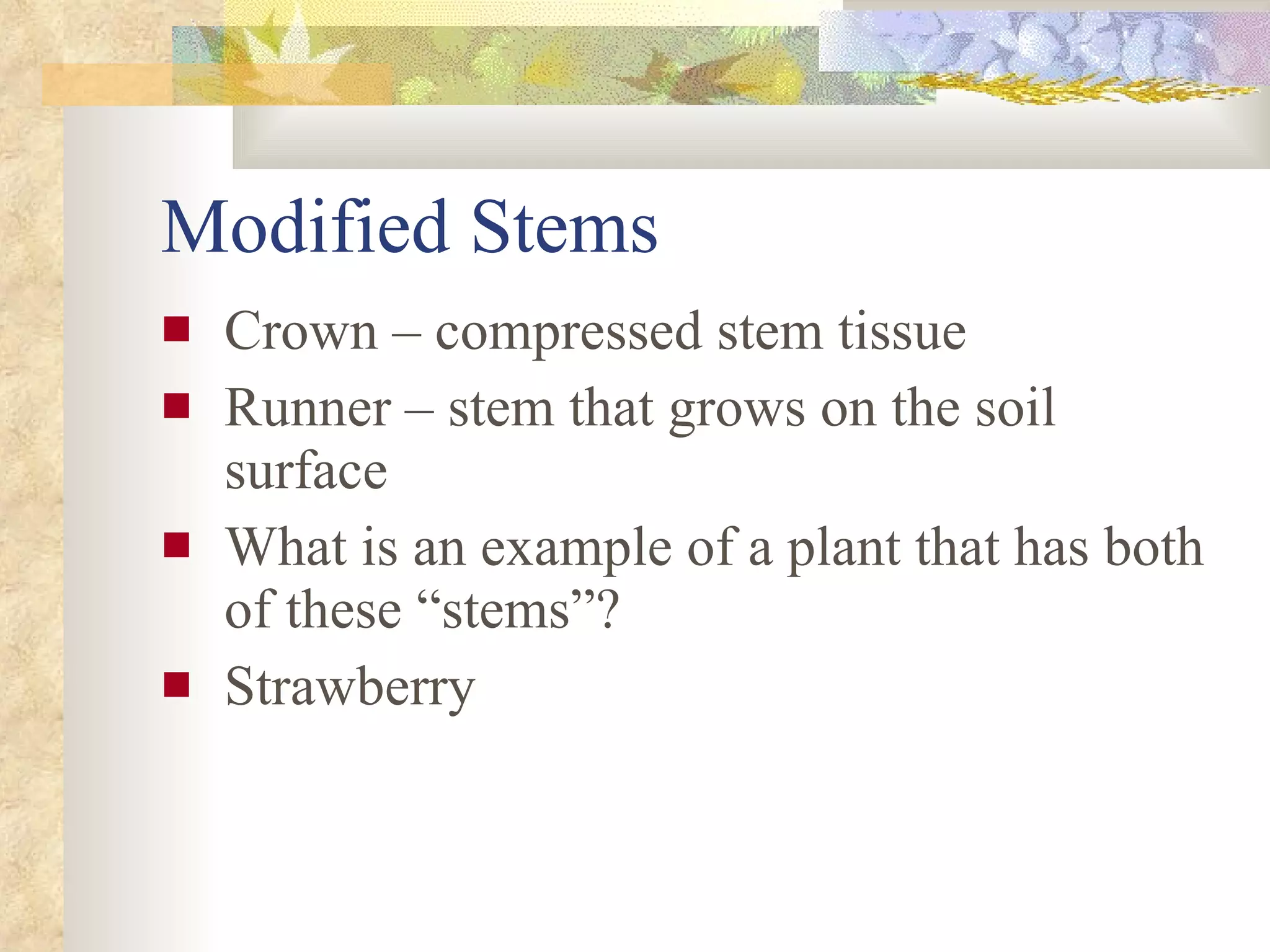 Modified Stems Crown – compressed stem tissue Runner – stem that grows on the soil surface  What is an example of a plant that has both of these “stems”?  Strawberry 