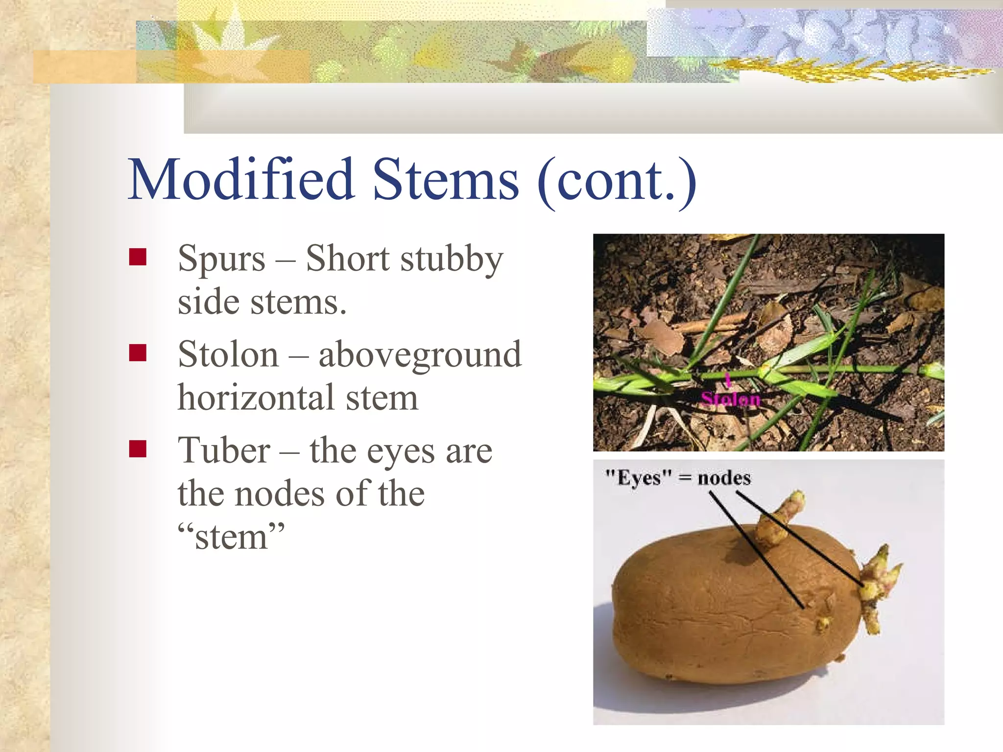 Modified Stems (cont.) Spurs – Short stubby side stems. Stolon – aboveground horizontal stem Tuber – the eyes are the nodes of the “stem” 