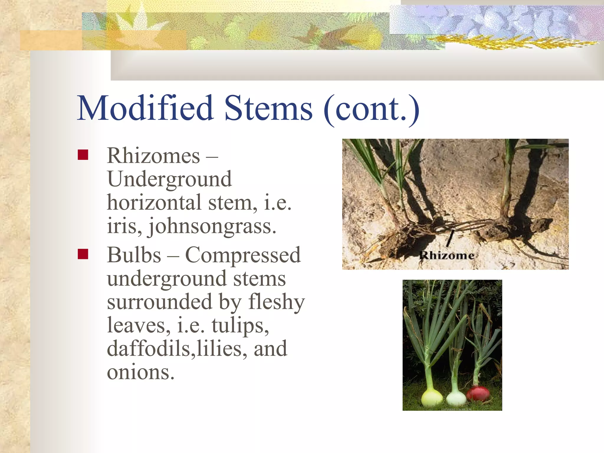 Modified Stems (cont.) Rhizomes – Underground horizontal stem, i.e. iris, johnsongrass. Bulbs – Compressed underground stems surrounded by fleshy leaves, i.e. tulips, daffodils,lilies, and onions.  