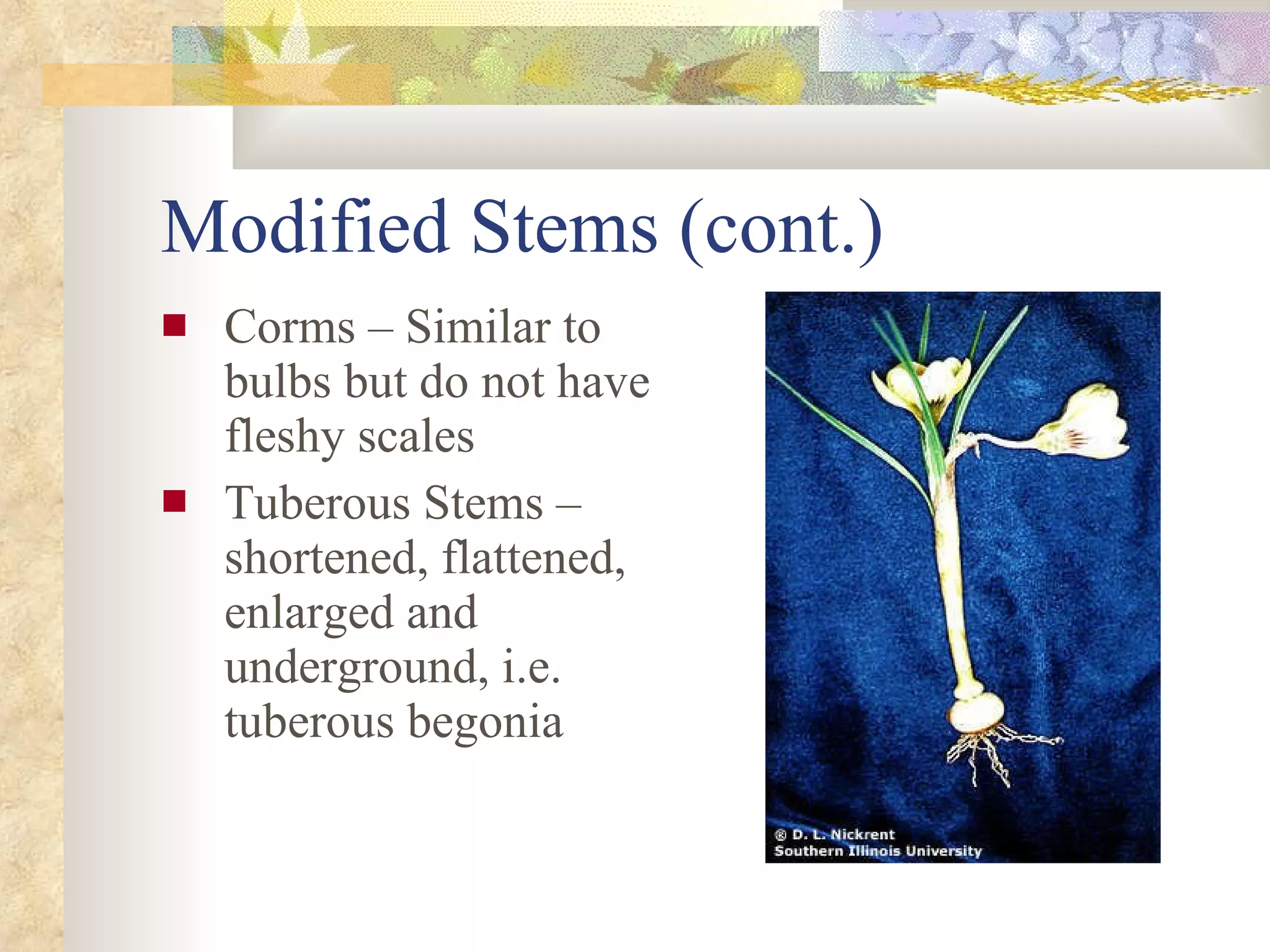 Modified Stems (cont.) Corms – Similar to bulbs but do not have fleshy scales Tuberous Stems – shortened, flattened, enlarged and underground, i.e. tuberous begonia 