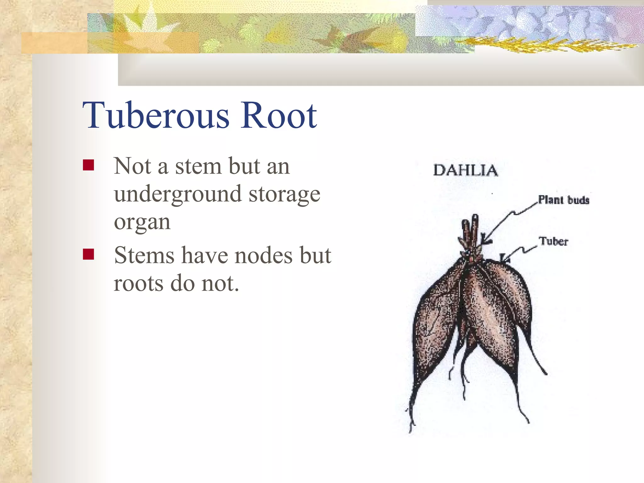 Tuberous Root Not a stem but an underground storage organ Stems have nodes but roots do not. 