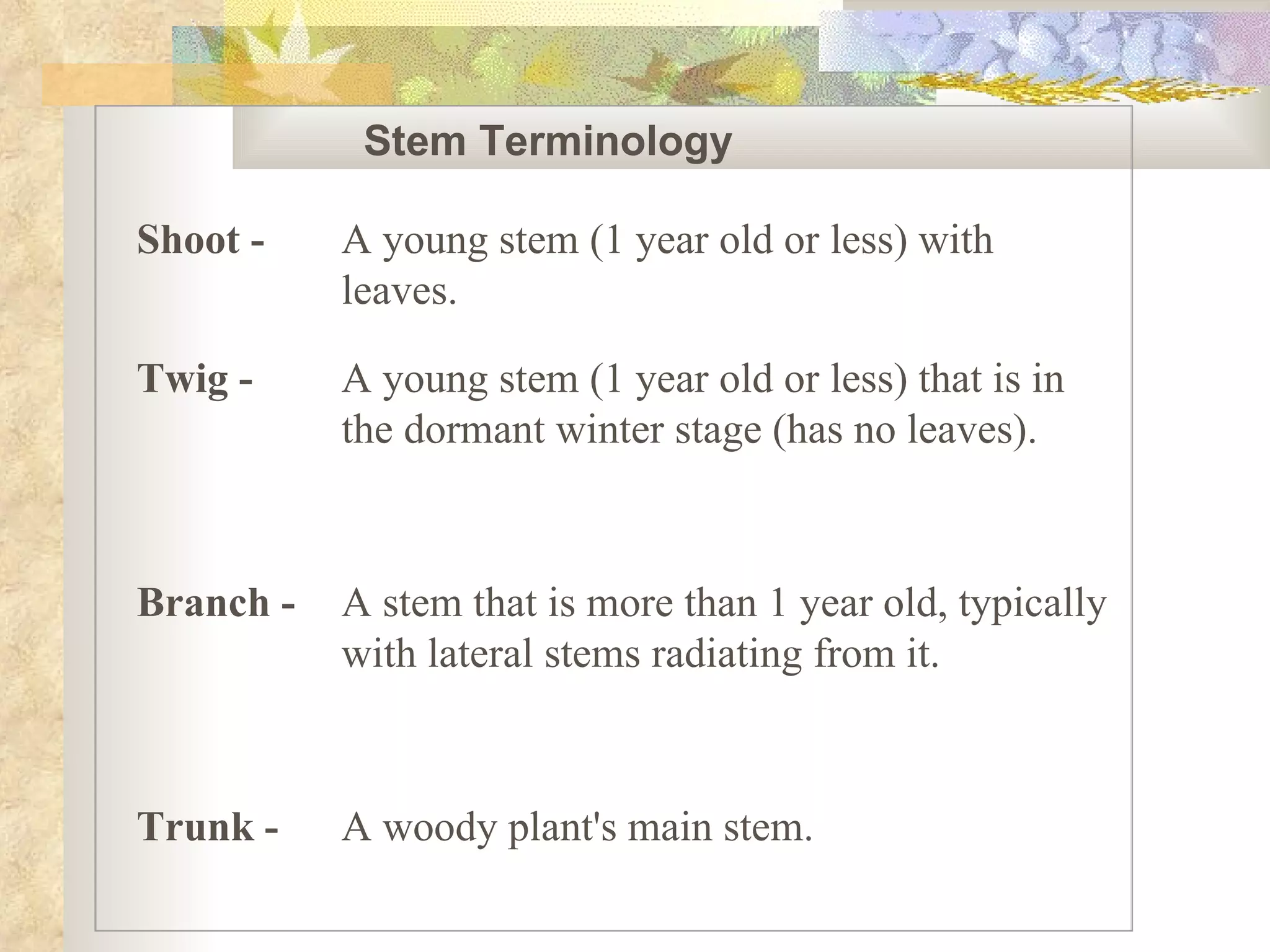 Stem Terminology  - Shoot - A young stem (1 year old or less) with leaves. Twig - A young stem (1 year old or less) that is in the dormant winter stage (has no leaves). Branch - A stem that is more than 1 year old, typically with lateral stems radiating from it. Trunk - A woody plant's main stem. 