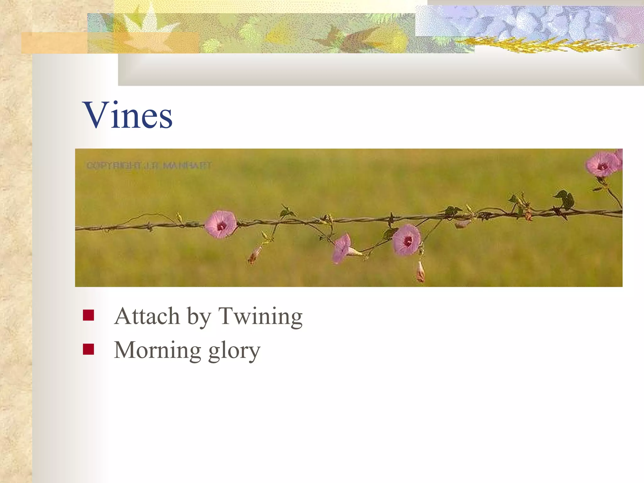 Vines Attach by Twining Morning glory 