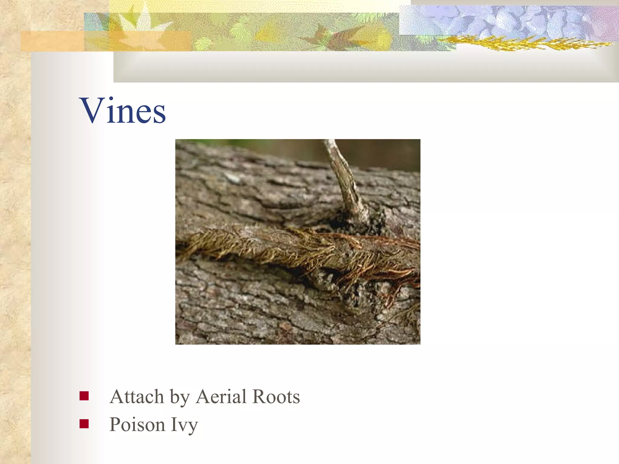 Vines Attach by Aerial Roots Poison Ivy 