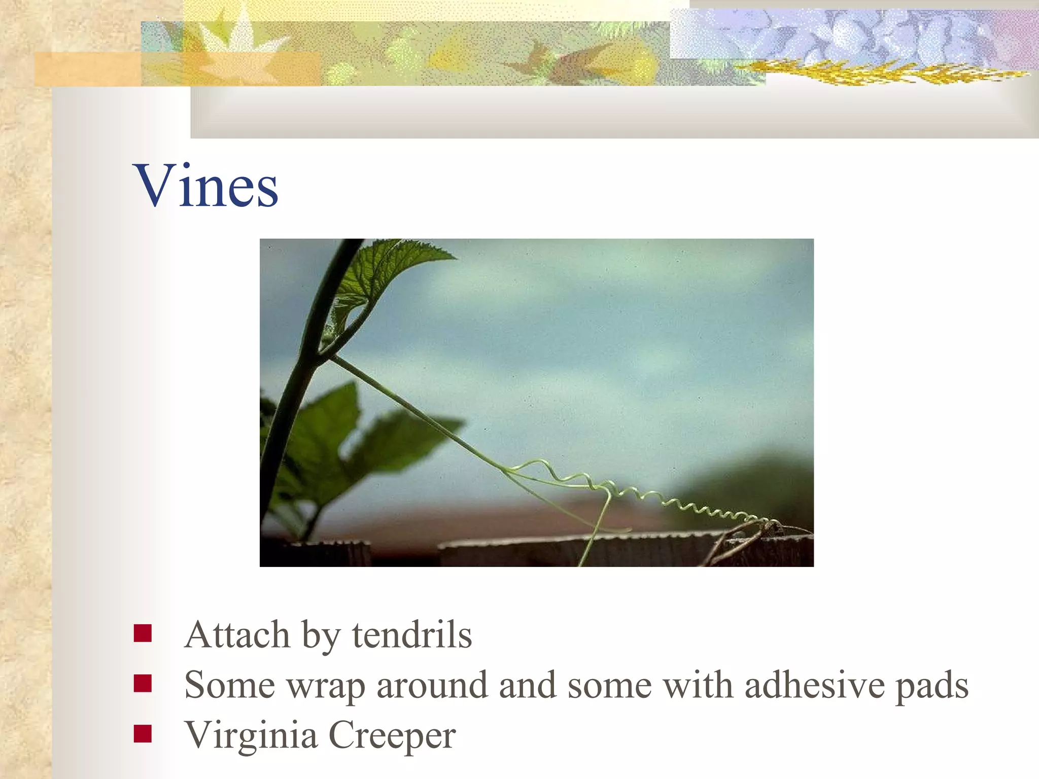 Vines Attach by tendrils Some wrap around and some with adhesive pads Virginia Creeper 
