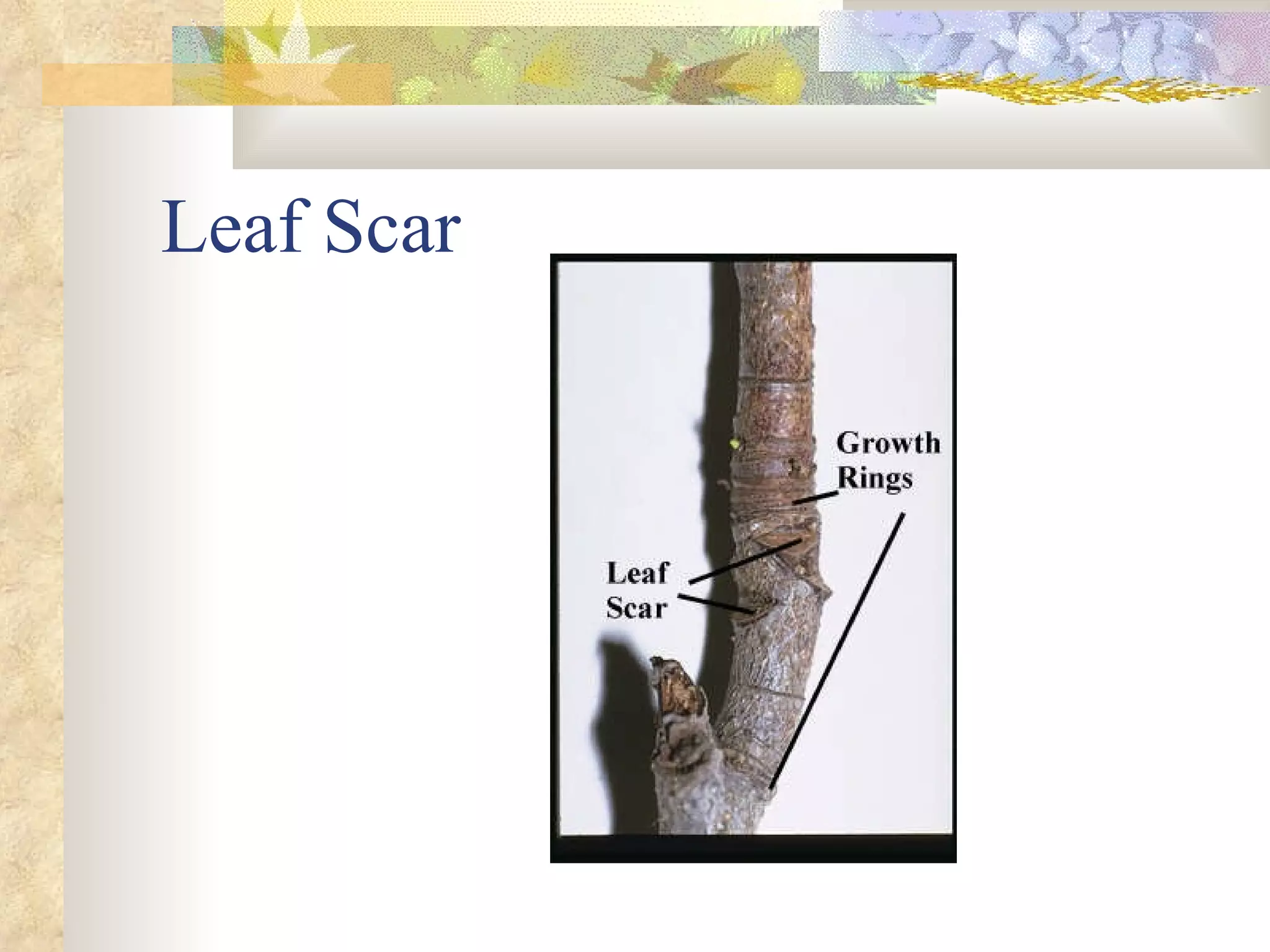 Leaf Scar 