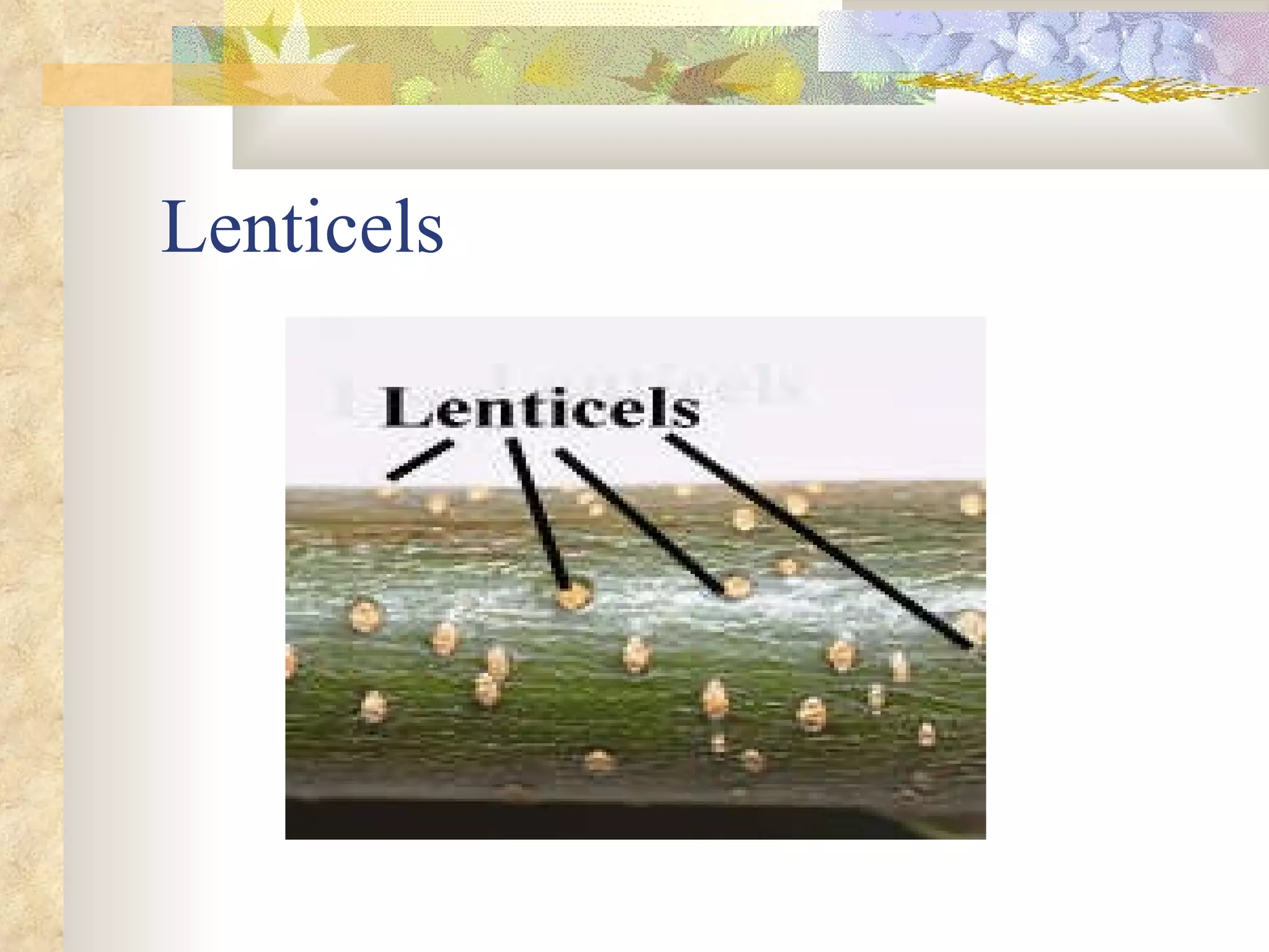 Lenticels 