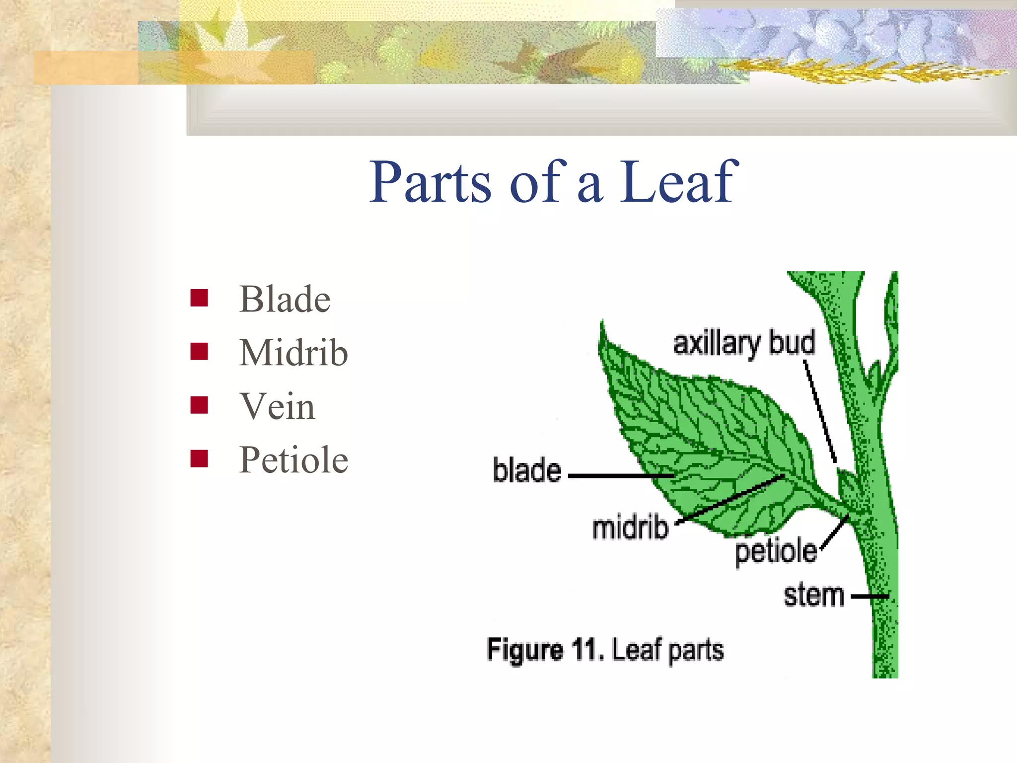Parts of a Leaf Blade Midrib Vein Petiole 