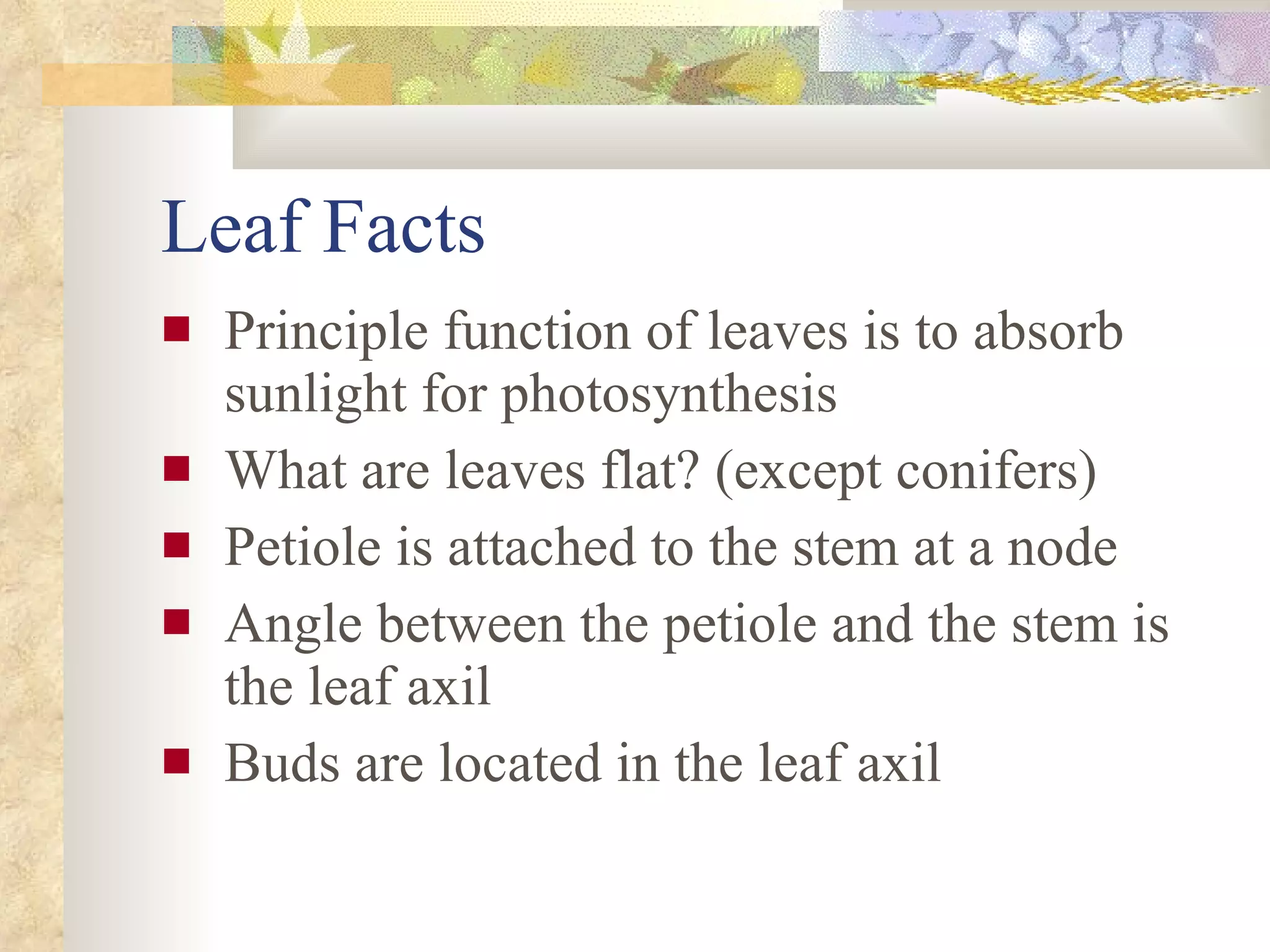 Leaf Facts Principle function of leaves is to absorb sunlight for photosynthesis What are leaves flat? (except conifers) Petiole is attached to the stem at a node Angle between the petiole and the stem is the leaf axil Buds are located in the leaf axil 