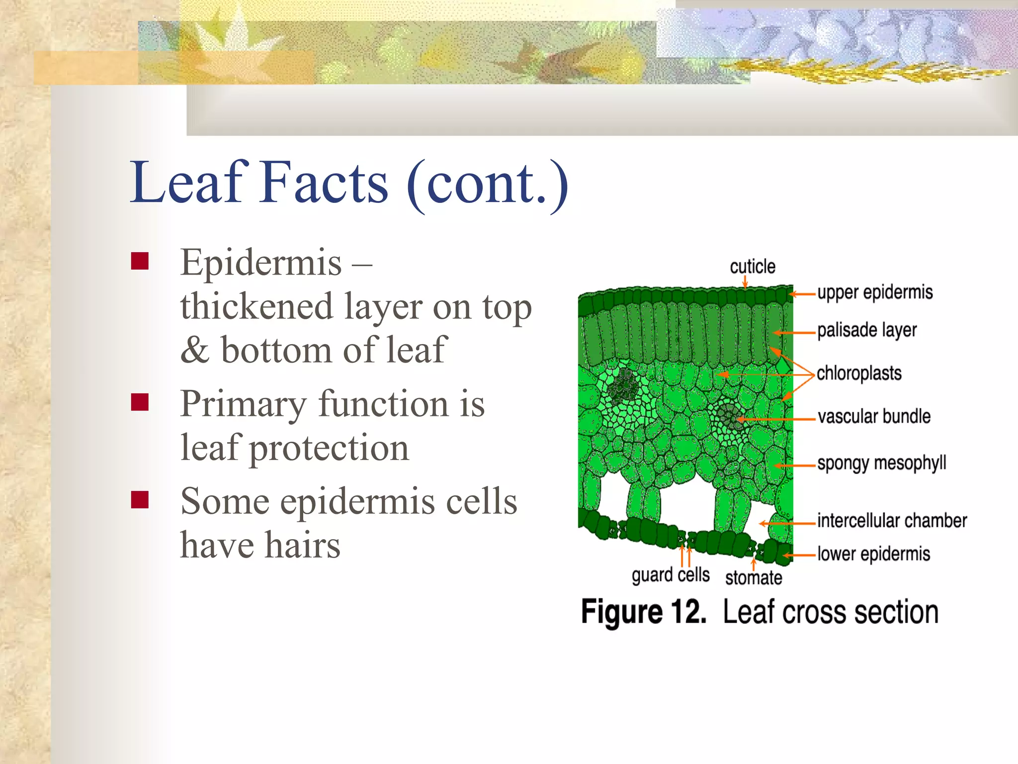 Leaf Facts (cont.) Epidermis – thickened layer on top & bottom of leaf Primary function is leaf protection Some epidermis cells have hairs  