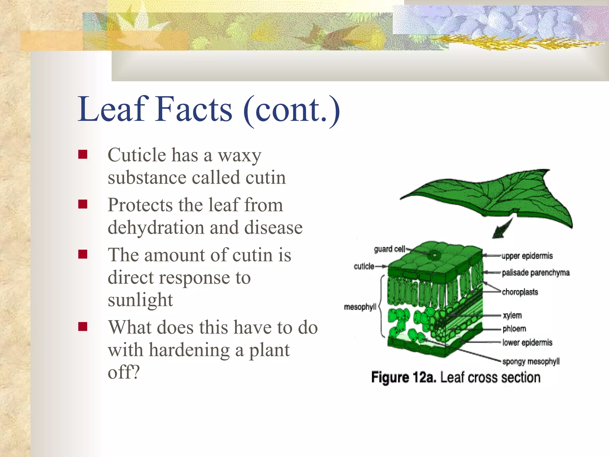 Leaf Facts (cont.) Cuticle has a waxy substance called cutin Protects the leaf from dehydration and disease The amount of cutin is direct response to sunlight What does this have to do with hardening a plant off? 