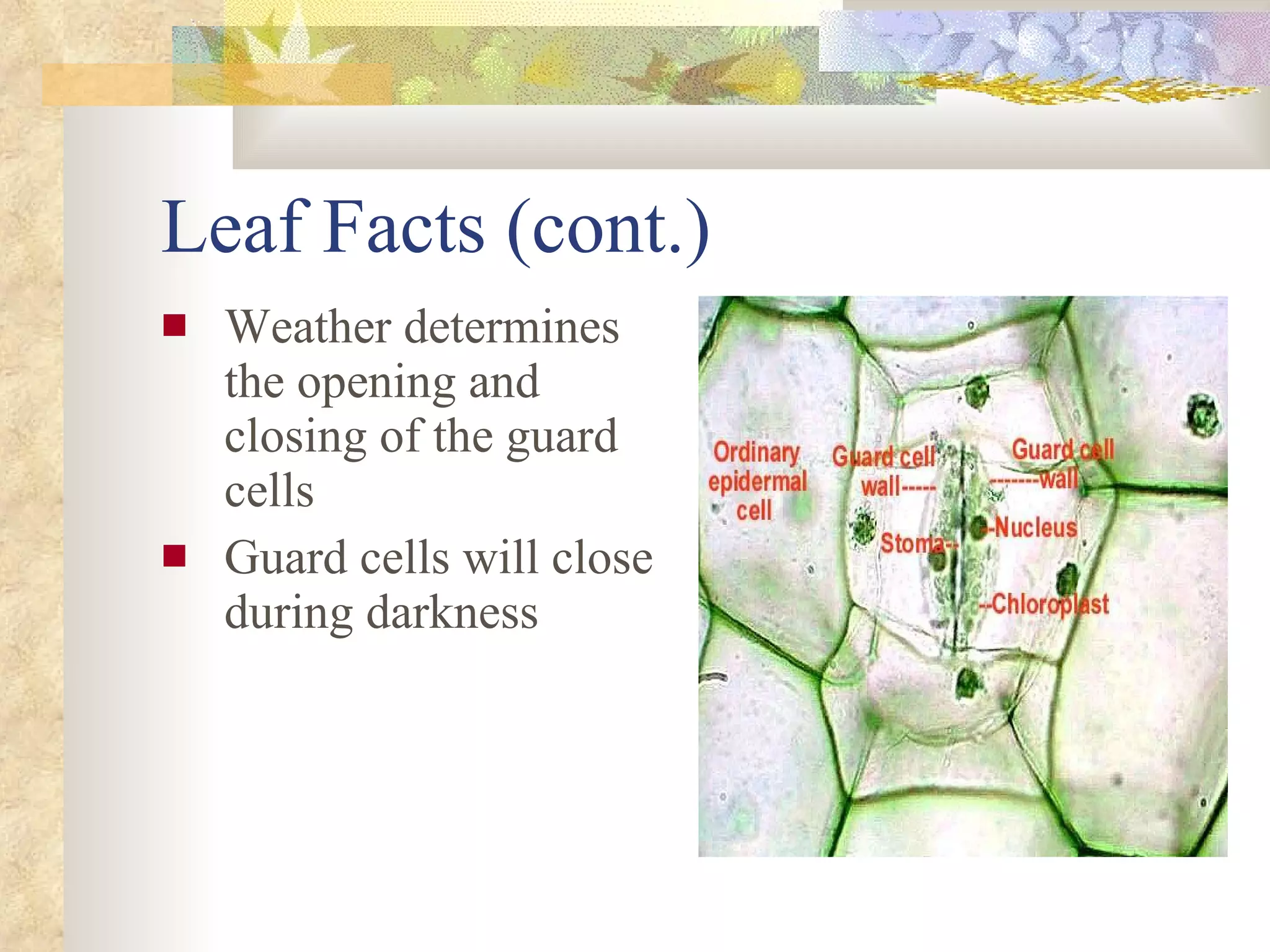 Leaf Facts (cont.) Weather determines the opening and closing of the guard cells Guard cells will close during darkness 