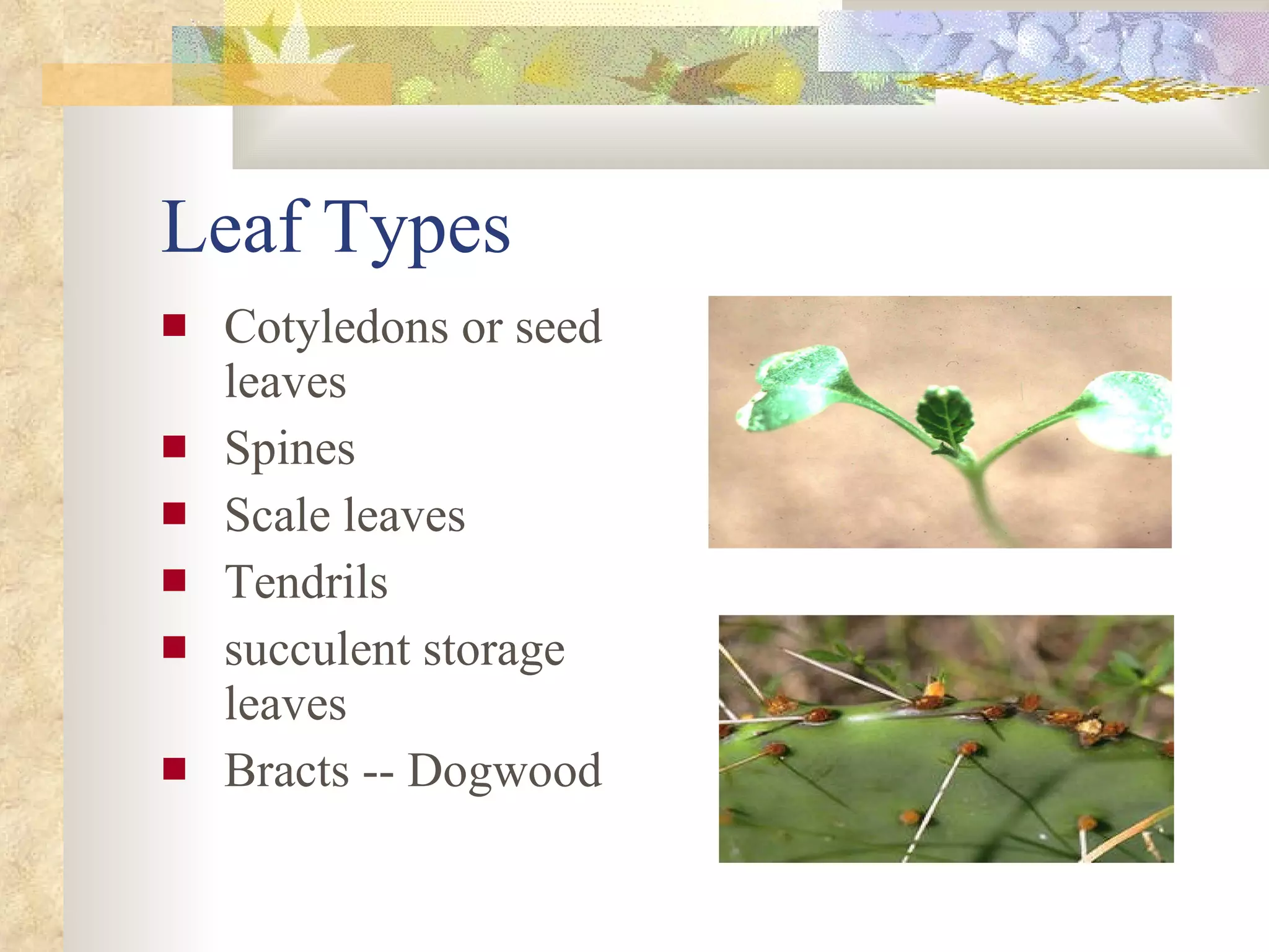 Leaf Types Cotyledons or seed leaves Spines Scale leaves Tendrils succulent storage leaves Bracts -- Dogwood 