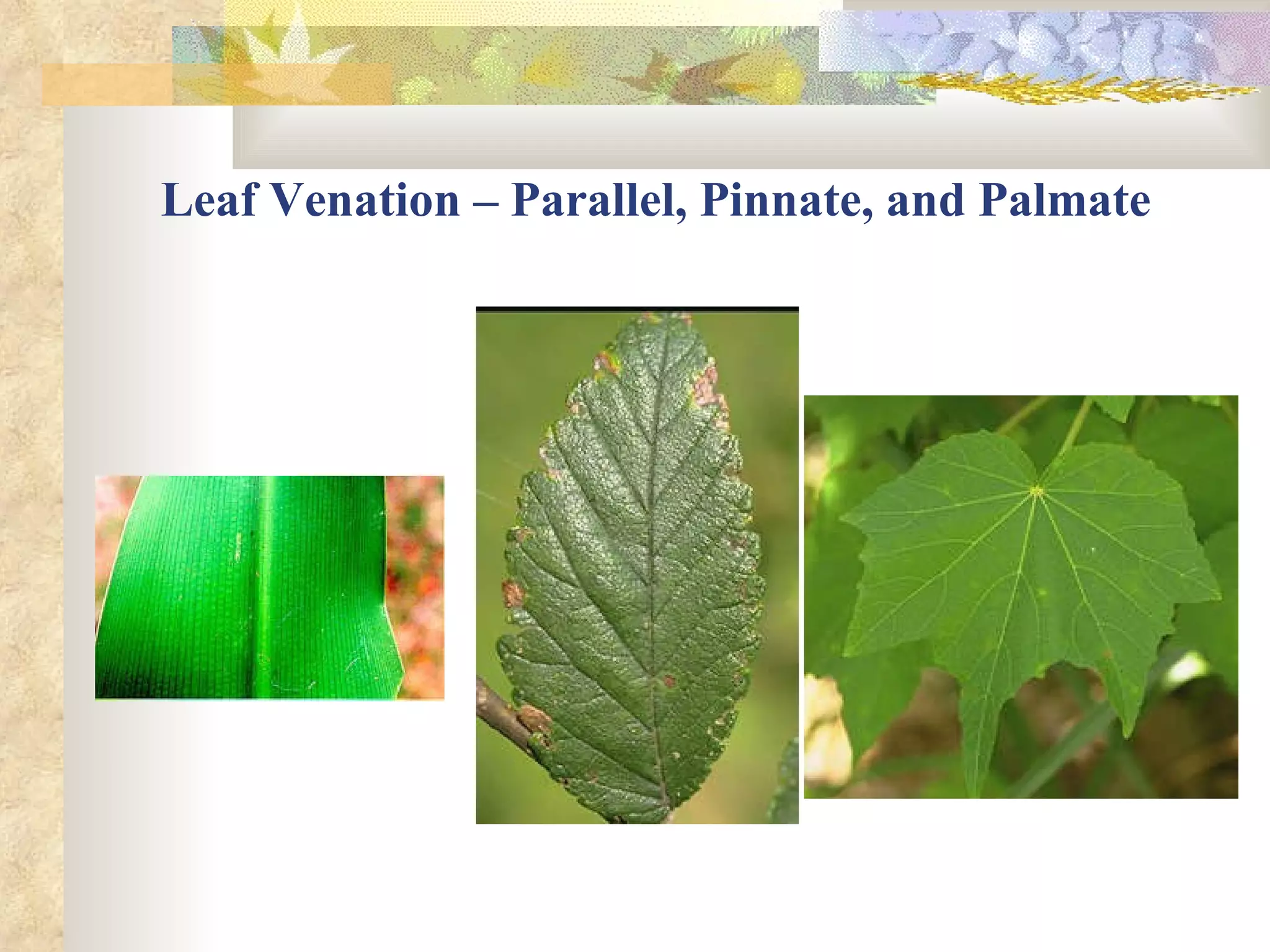 Leaf Venation – Parallel, Pinnate, and Palmate 